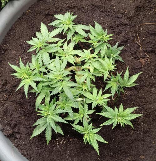 Dankberry the Second Outdoor-Queen. Week 4
