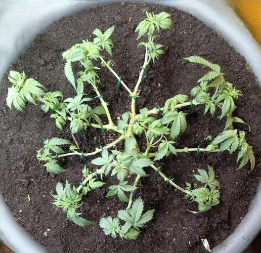 Break-Up Cake Auto-door. Week 4