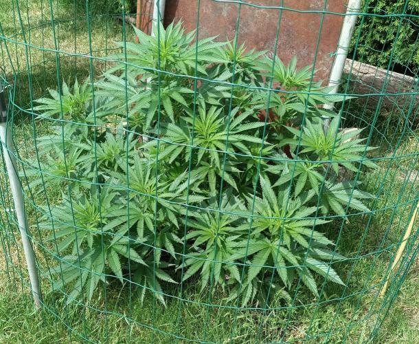 Fat-Bastard Outdoor 🥦👨‍🌾🐝. Week 11