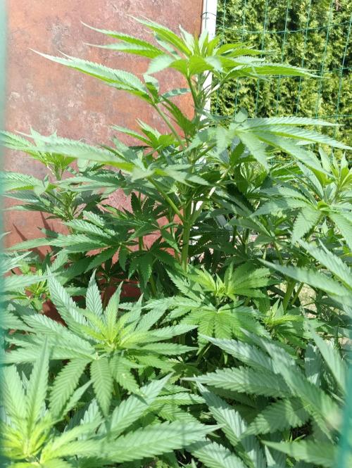 Fat-Bastard Outdoor 🥦👨‍🌾🐝. Week 11