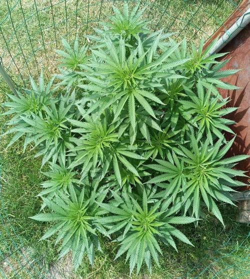 Fat-Bastard Outdoor 🥦👨‍🌾🐝. Week 11
