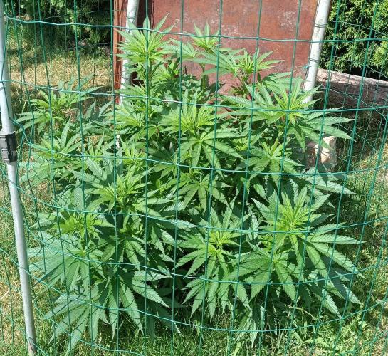 Fat-Bastard Outdoor 🥦👨‍🌾🐝. Week 11