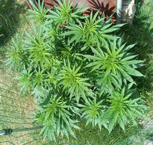 Fat-Bastard Outdoor 🥦👨‍🌾🐝. Week 11