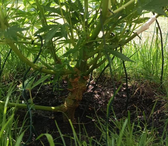 Fat-Bastard Outdoor 🥦👨‍🌾🐝. Week 11