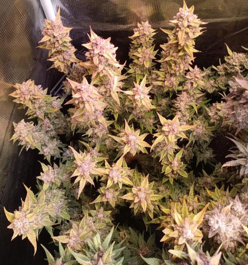 Dankberry Auto-Deep Pots, Full Potential. Week 11