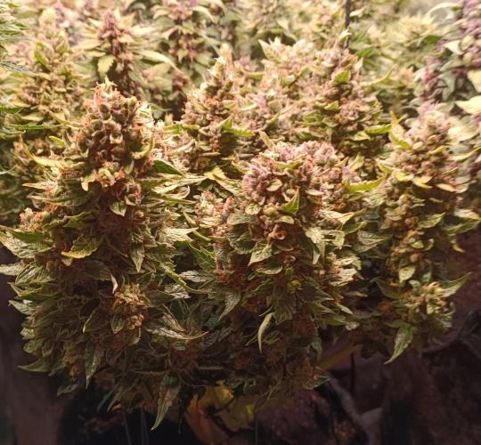 Dankberry Auto-Deep Pots, Full Potential. Week 11