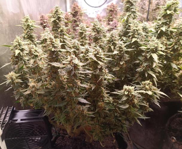 Dankberry Auto-Deep Pots, Full Potential. Week 11