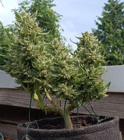 Dankberry Outdoor 🥦👨‍🌾🐝. Week 11
