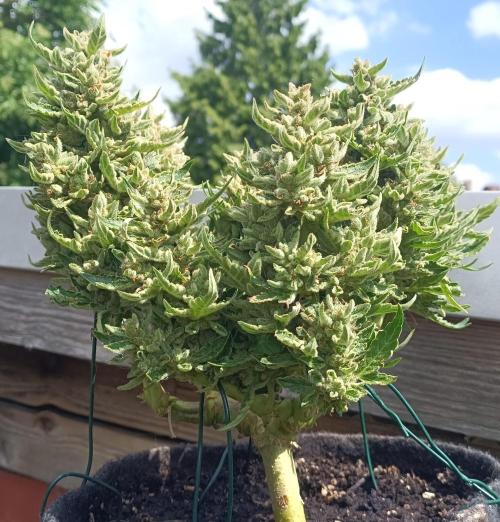 Dankberry Auto. Week 11