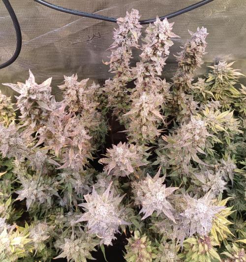 Purple People Eater Auto. Week 11