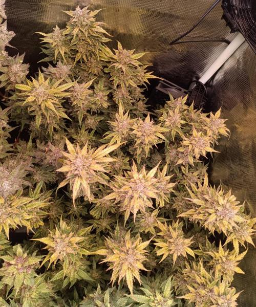 Purple People Eater Auto. Week 11