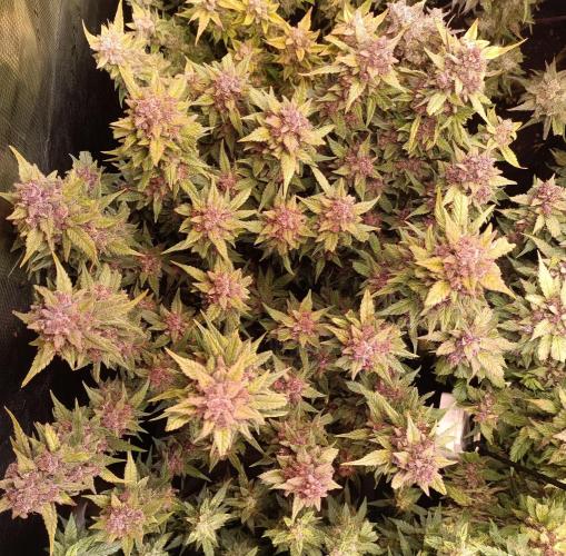 Lemon Cherry Cookies Auto. Week 11