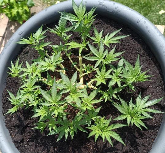 Dankberry the Second Outdoor-Queen. Week 5