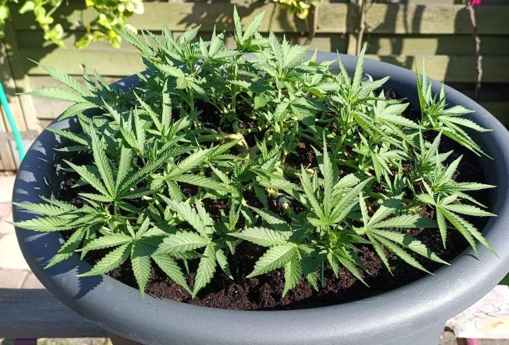 Dankberry the Second Outdoor-Queen. Week 5