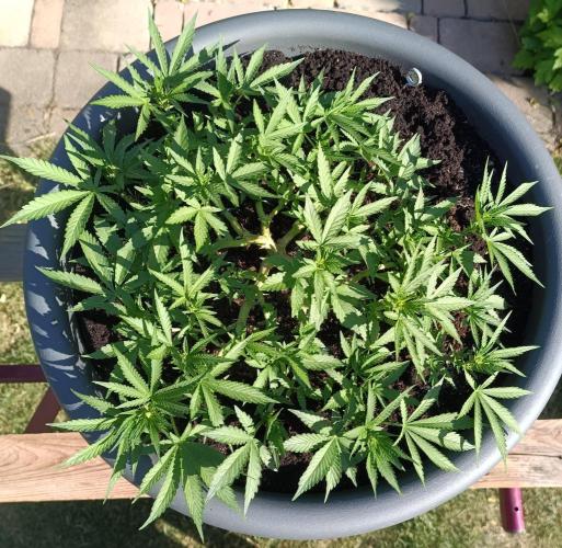 Dankberry the Second Outdoor-Queen. Week 5