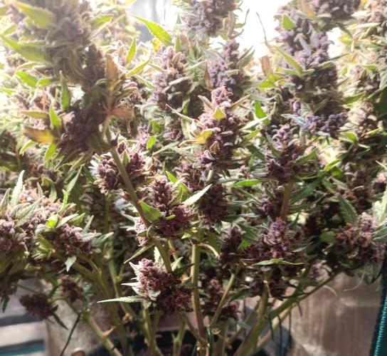 Lemon Cherry Cookies Auto. Week 12