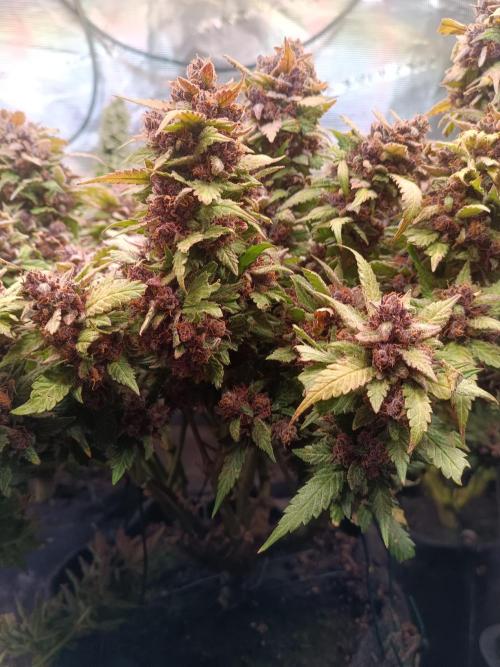 Lemon Cherry Cookies Auto. Week 12