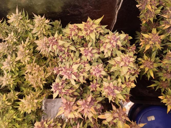 Lemon Cherry Cookies Auto. Week 12