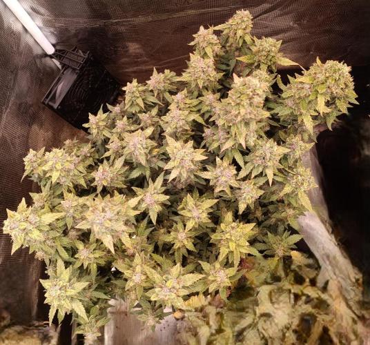 Dankberry Auto-Deep Pots, Full Potential. Week 12
