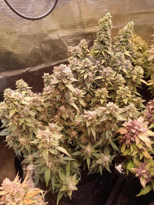 Dankberry Auto-Deep Pots, Full Potential. Week 12