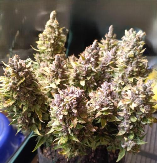 Dankberry Auto-Deep Pots, Full Potential. Week 12