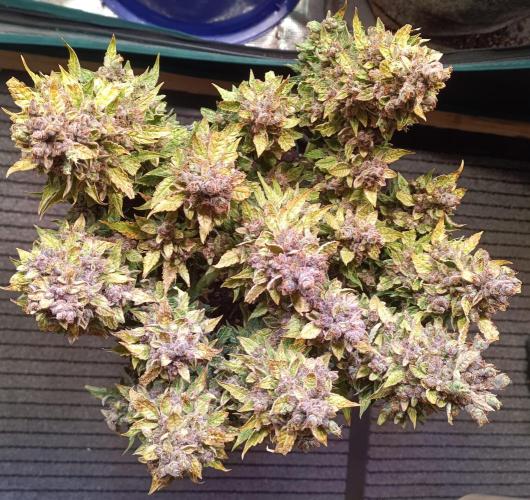 Dankberry Auto-Deep Pots, Full Potential. Week 12