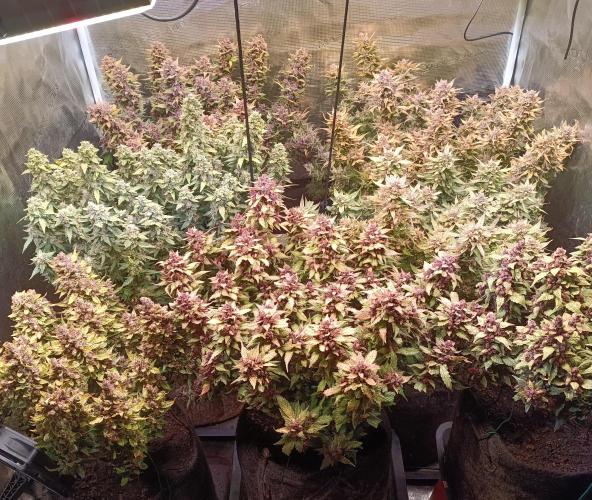 Dankberry Auto-Deep Pots, Full Potential. Week 12
