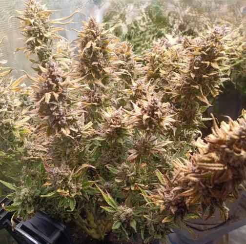Purple People Eater Auto. Week 12