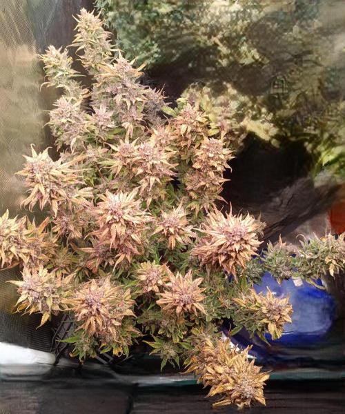 Purple People Eater Auto. Week 12