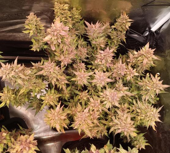 Purple People Eater Auto. Week 12