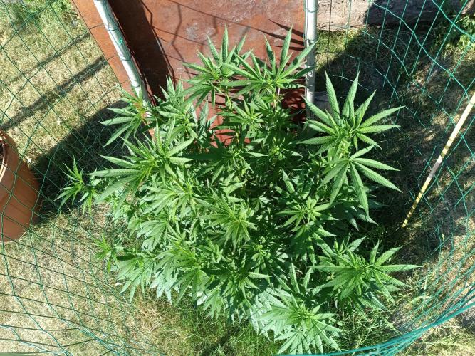 Fat-Bastard Outdoor 🥦👨‍🌾🐝. Week 12