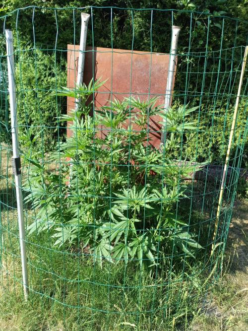 Fat-Bastard Outdoor 🥦👨‍🌾🐝. Week 12