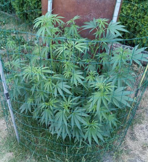 Fat-Bastard Outdoor 🥦👨‍🌾🐝. Week 12