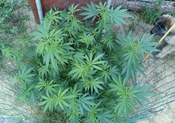 Fat-Bastard Outdoor 🥦👨‍🌾🐝. Week 12