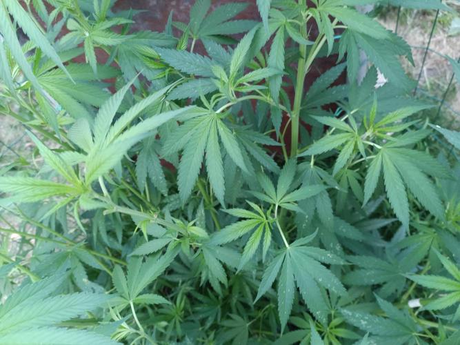 Fat-Bastard Outdoor 🥦👨‍🌾🐝. Week 12