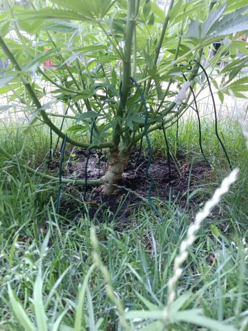 Fat-Bastard Outdoor 🥦👨‍🌾🐝. Week 12