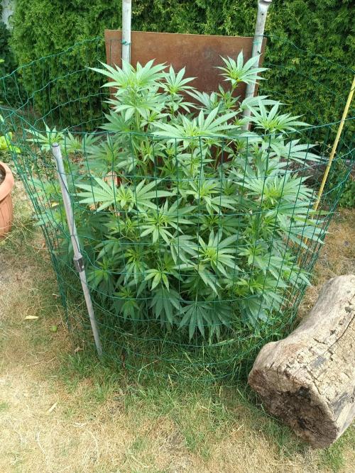 Fat-Bastard Outdoor 🥦👨‍🌾🐝. Week 12