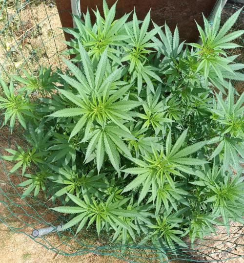Fat-Bastard Outdoor 🥦👨‍🌾🐝. Week 12