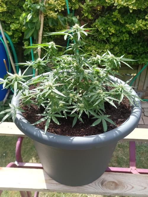 The cruel AutoDoor Milky F1 Way Of Life. Week 6
