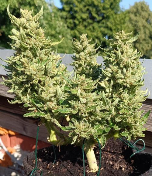 Dankberry Outdoor 🥦👨‍🌾🐝. Week 12