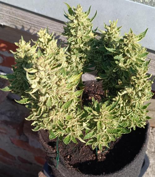 Dankberry Outdoor 🥦👨‍🌾🐝. Week 12
