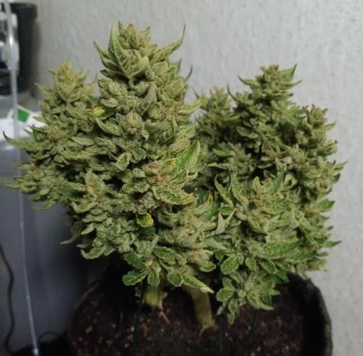 Dankberry Outdoor 🥦👨‍🌾🐝. Week 12