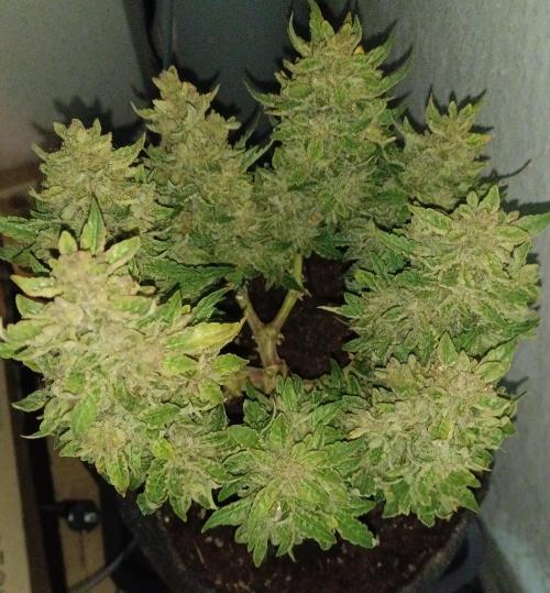 Dankberry Outdoor 🥦👨‍🌾🐝. Week 12