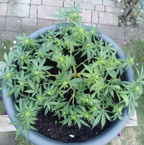 Dankberry the Second Outdoor-Queen. Week 6
