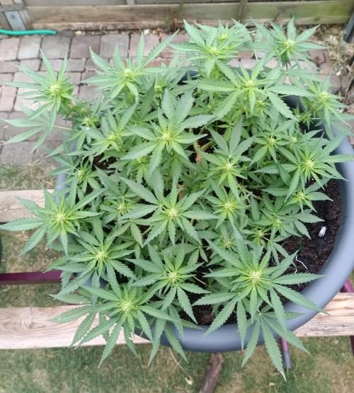 Dankberry the Second Outdoor-Queen. Week 6