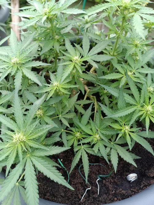 Dankberry the Second Outdoor-Queen. Week 6