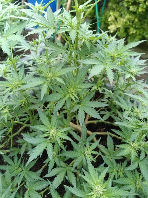 Dankberry the Second Outdoor-Queen. Week 6
