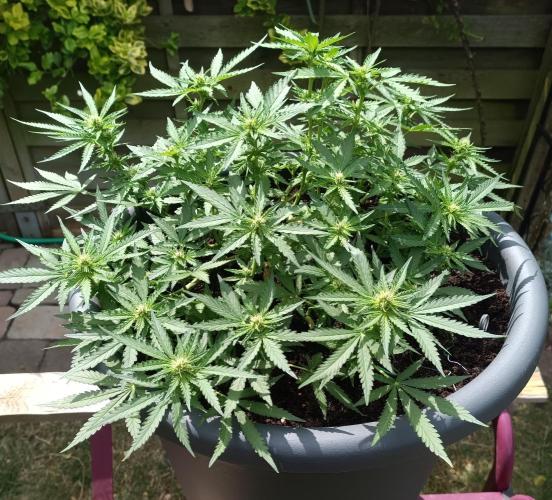 Dankberry the Second Outdoor-Queen. Week 6