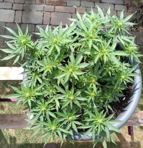Dankberry the Second Outdoor-Queen. Week 6