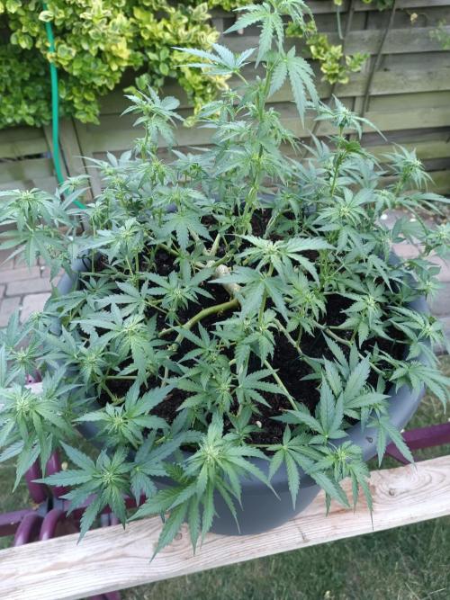 Break-Up Cake Auto-door. Week 6